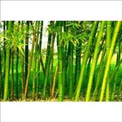 Marché mondial des bambous