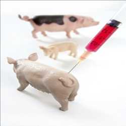 Marché mondial des vaccins contre la peste porcine classique