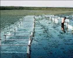 Marché des herbicides aquatiques