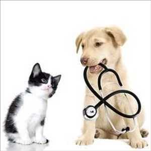 Marché mondial des vaccins vétérinaires / animaux
