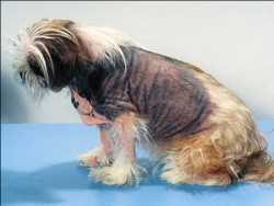 Marché du traitement de la dermatite atopique canine