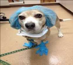 Marché thérapeutique de la grippe canine