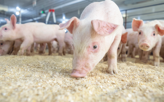 Marché mondial des aliments pour porcs (porcs)