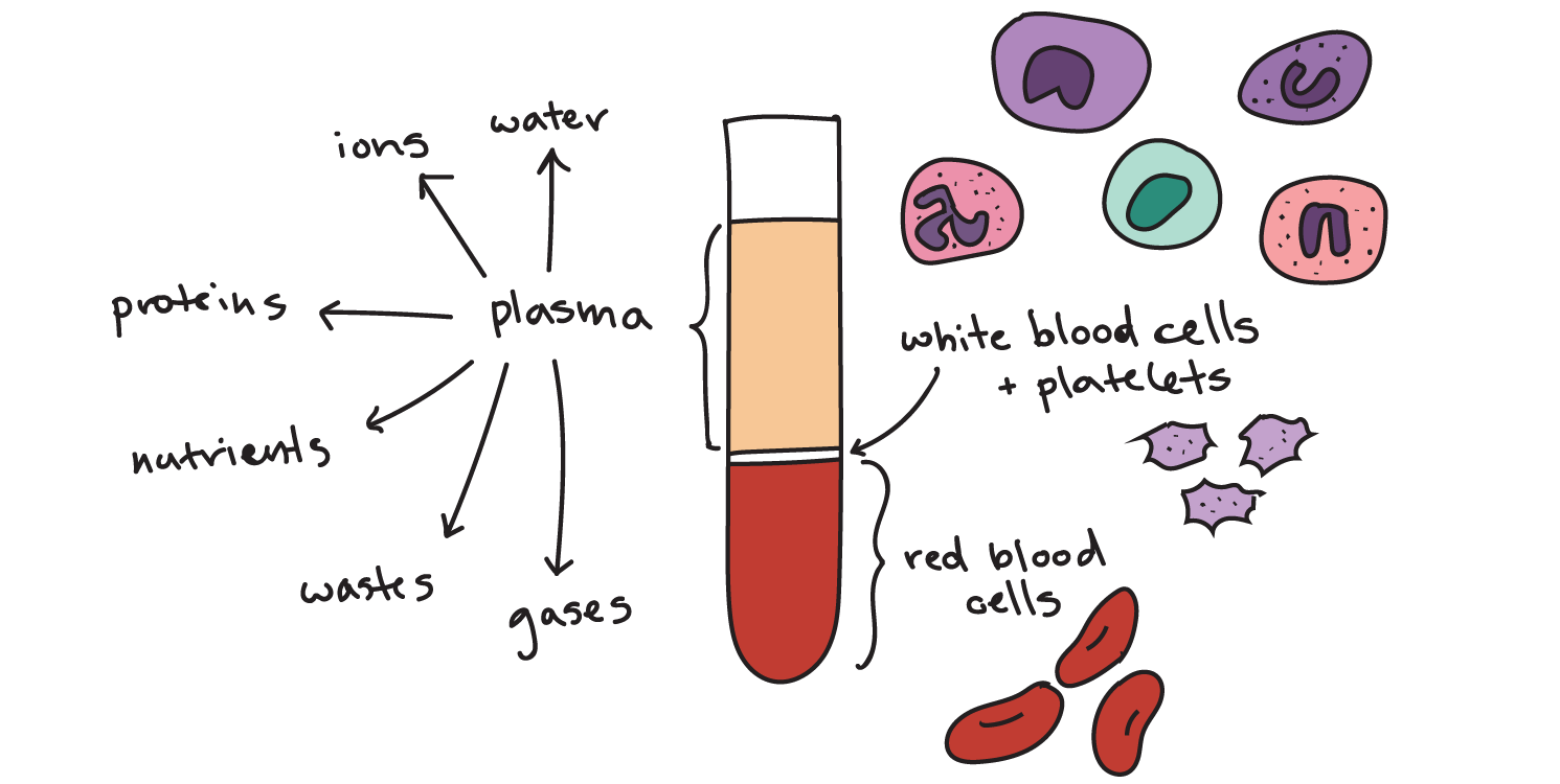 Sang et composants sanguins marché