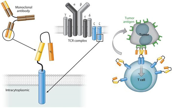 Thérapie par cellules T du récepteur d'antigène chimérique (CAR) marché